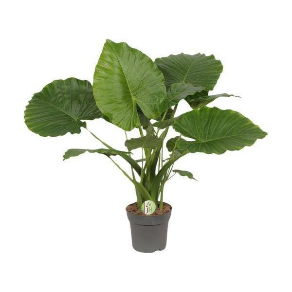 Orecchio Di Elefante - Alocasia Gageana 'California' - Pianta Tropicale Da Appartamento - Ø21Cm - ↕80Cm - Pianta Esotica Di Grandi Dimensioni Con Foglie Decorative-image