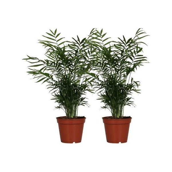 Chamaedorea Elegans - Palma Di Montagna Messicana - 2 Piante Da Appartamento - Ø17Cm - Altezza Circa 55Cm - Pianta Verde Di Facile Manutenzione Per Interni-image