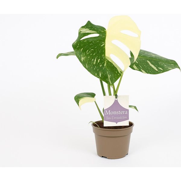Monstera Thai Constellation - Rara Pianta Da Appartamento Ø12Cm - ↕30Cm - Foglia Variegata - Elemento Tropicale Per Ambienti Luminosi-image
