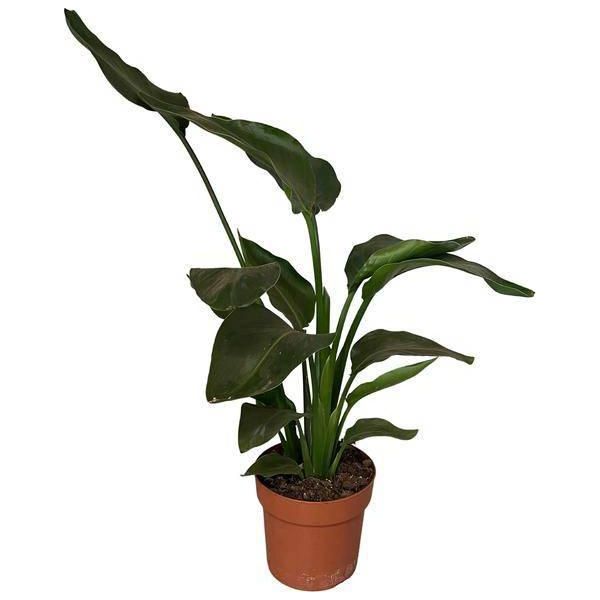 Strelitzia Arborea - Strelitzia Nicolai - Pianta Da Appartamento - Ø17Cm - Altezza Circa 65Cm - Meraviglia Di Fogliame Esotico Per Ambienti Luminosi-image
