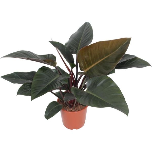 Baumfreund - Philodendron Congo Red - Pianta Da Appartamento - Ø27 Cm - ↕80 Cm - Foglie A Forma Di Cuore - Purificante Dell'aria - Facile Da Curare-image