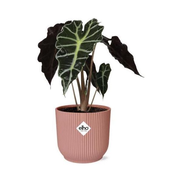Orecchio Di Elefante Alocasia Polly - Pianta Da Appartamento Con Vaso Decorativo Vibes Fold Pink Ø14Cm - Pianta Verde Tropicale Con Foglie Accattivanti - Purificante E Decorativa - Per Il Soggiorno E L'ufficio-image