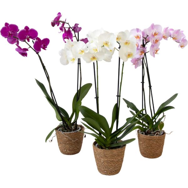 Orchidea Farfalla - X3 - Phalaenopsis In Cesta Deco - Altezza 50-60Cm - ⌀12Cm-image