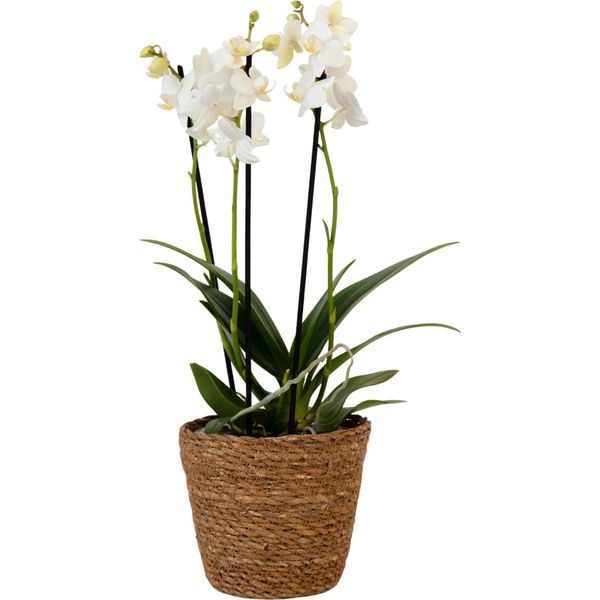 Orchidea Farfalla - Phalaenopsis Multiflora Con Cestino - Altezza 35-45Cm -⌀12Cm-image
