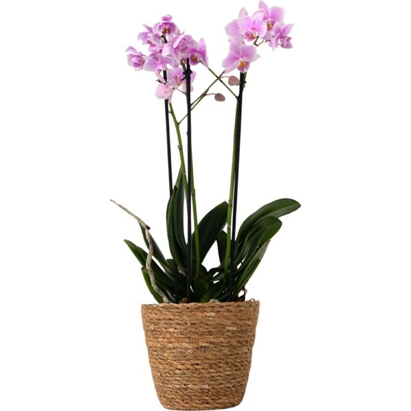 Orchidea Farfalla - Phalaenopsis Multiflora Con Cestino - Altezza 35-45Cm -⌀12Cm-image
