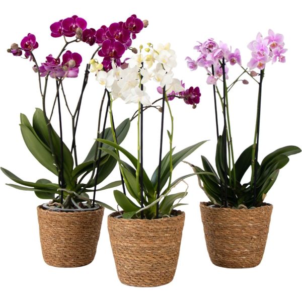 Orchidea - X3 - Phalaenopsis Multiflora In Cestino - Altezza 35-45Cm - ⌀12Cm-image