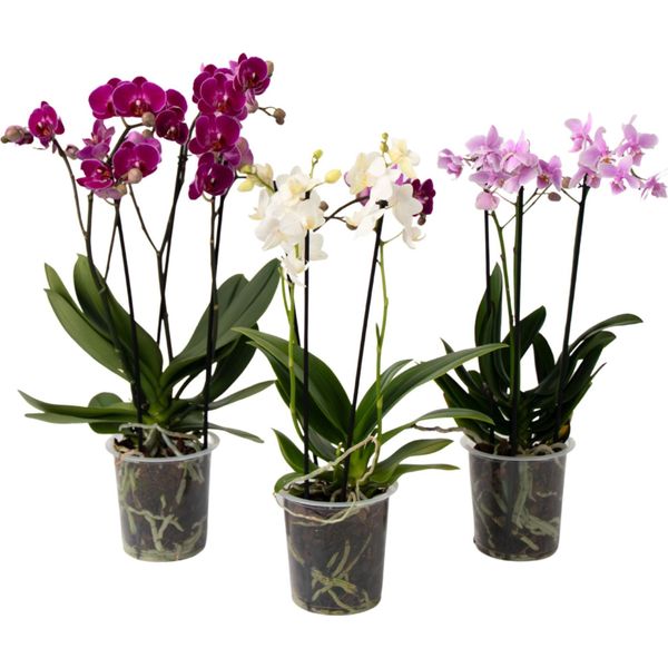 Orchidea Phalaenopsis - X3 - Phalaenopsis Multiflora - Altezza 35-45Cm - ⌀12Cm-image