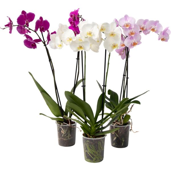 Orchidea Farfalla - Set Da 3 - Phalaenopsis - Altezza 50-60Cm - ⌀12Cm-image