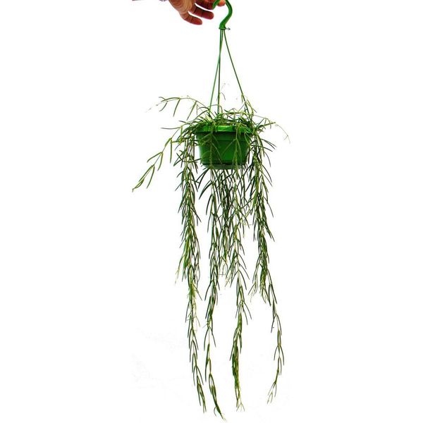 Pianta Da Interno Da Appendere - Hoya Linearis - Semaforo Fiore Di Cera 14 Cm-image