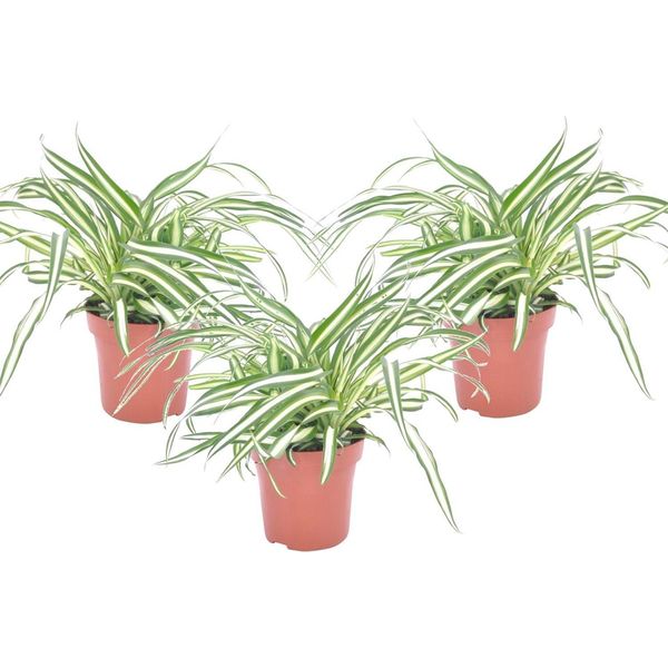Pianta Ragno - 3 Pezzi - Chlorophytum Comosum 'Atlantic' - A25-40Cm - ⌀12Cm-image