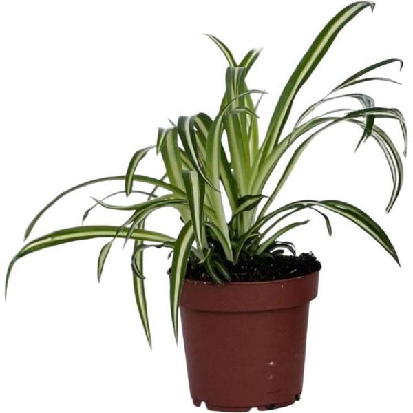 Pianta Ragno - Chlorophytum Comosum 'Atlantic' - Altezza 25-40Cm - ⌀12Cm-image