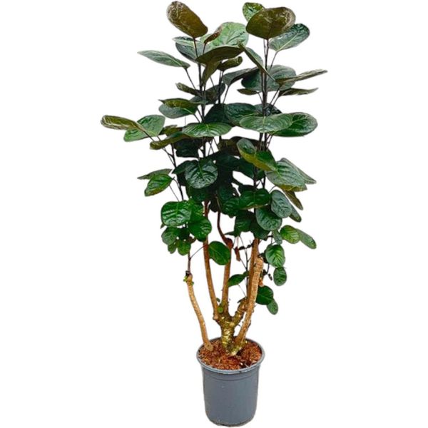 Trendyplants - Polyscias Fabian - Aralia - Pianta D'appartamento - Altezza 120-140 Cm - Dimensioni Vaso Ø24Cm-image