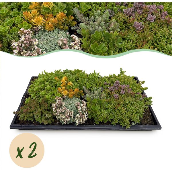 Tappeto Di Sedum Per La Copertura Del Terreno - Resistente - 2 Tappeti Di Vegetazione - 10 Varietà - Tappeto Di Succulente Di Facile Manutenzione Per Giardini, Tetti Verdi E Terrazze - 50X30Cm-image