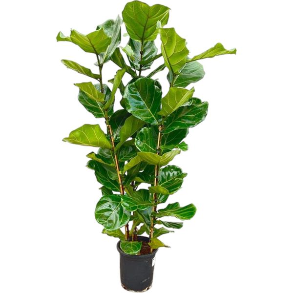Ficus Lyrata - Fico Violino - Pianta Solitaria - Altezza Circa 155 Cm - Fioritura 27Cm?-image