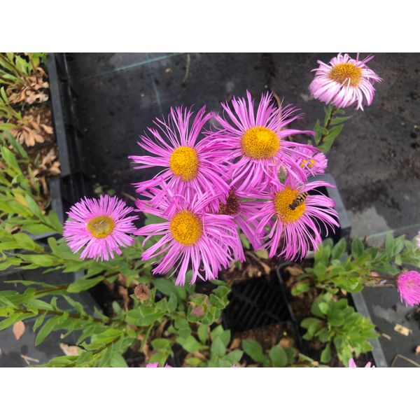 6 X Erigeron Hybr. 'Rosa Jewell' - Margherita Spagnola - Vaso 9X9 Cm-image