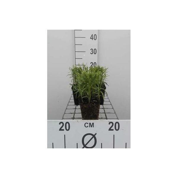 6 X Achillea Ptarmica - Achillea Di Palude - Vaso 9 X 9 Cm-image