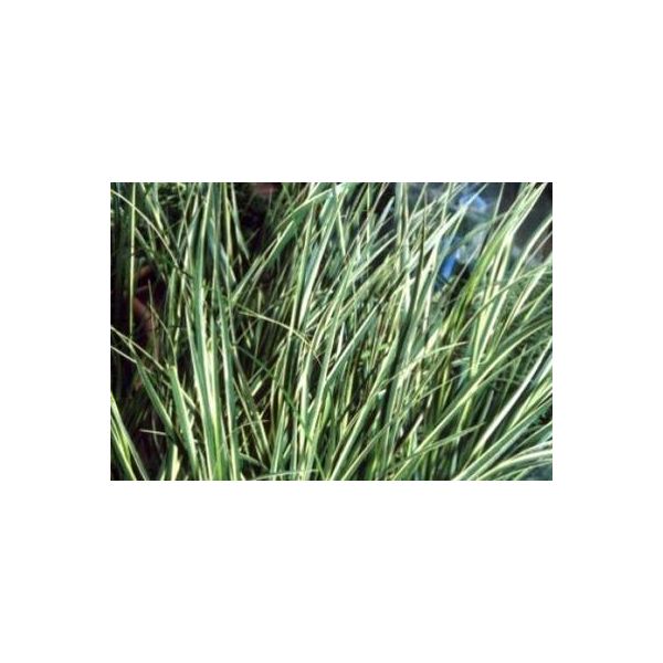 6 X Acorus Cal. 'Variegatus' - Calamo Variegato - Vaso 9 X 9 Cm-image