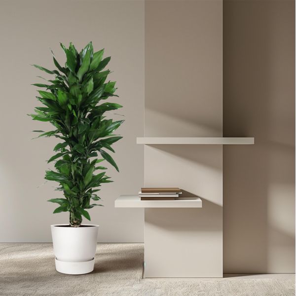 Dracaena Deremensis 'Janet Lind' - Forte Ramificata - Alta Circa 140-160 Cm-image