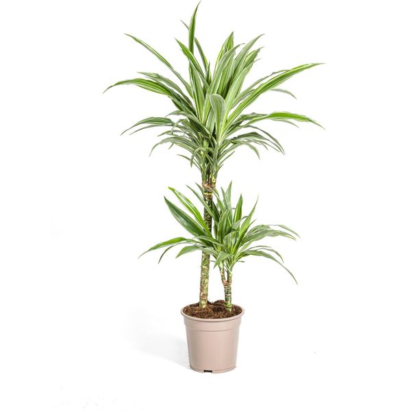Albero Prezioso - Giglio Prezioso - Dracaena Deremensis White Stripe - Altezza 70-90 Cm-image