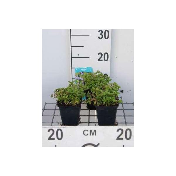 6 X Mentha Pulegium - Menta Polica - Vaso 9 X 9 Cm-image