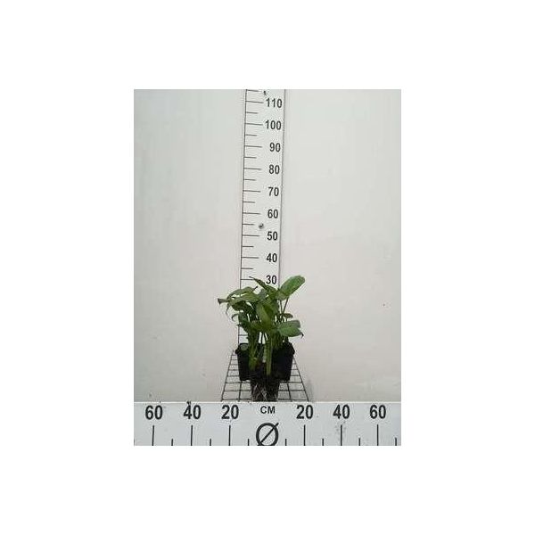 6 X Zantedeschia Aethiopica - Calla Bianca - Vaso 9 X 9 Cm-image