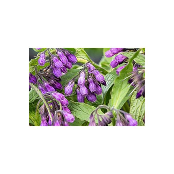 6 X Symphytum Officinale - Comfrey - Vaso 9 X 9 Cm-image