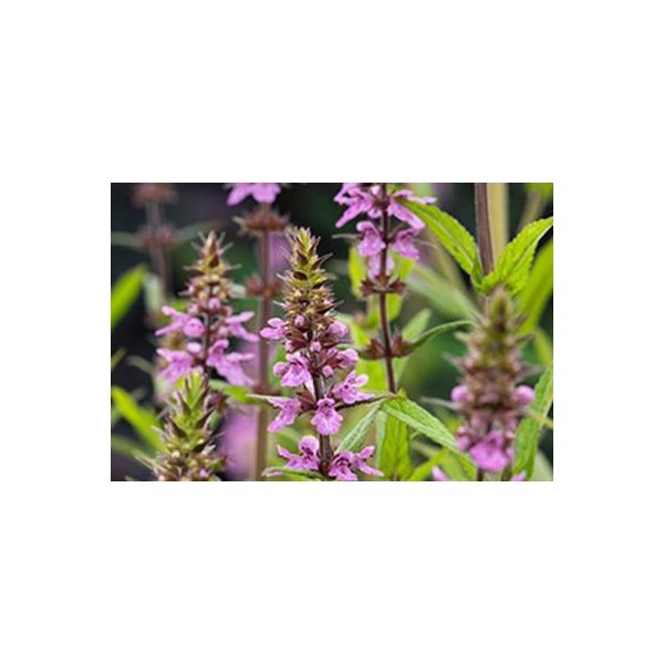 6 X Stachys Palustris - Ziest Di Palude - Vaso 9 X 9 Cm-image