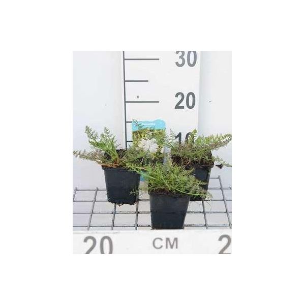 6 X Oenanthe Aquatica - Piede Di Porco - Vaso 9 X 9 Cm-image