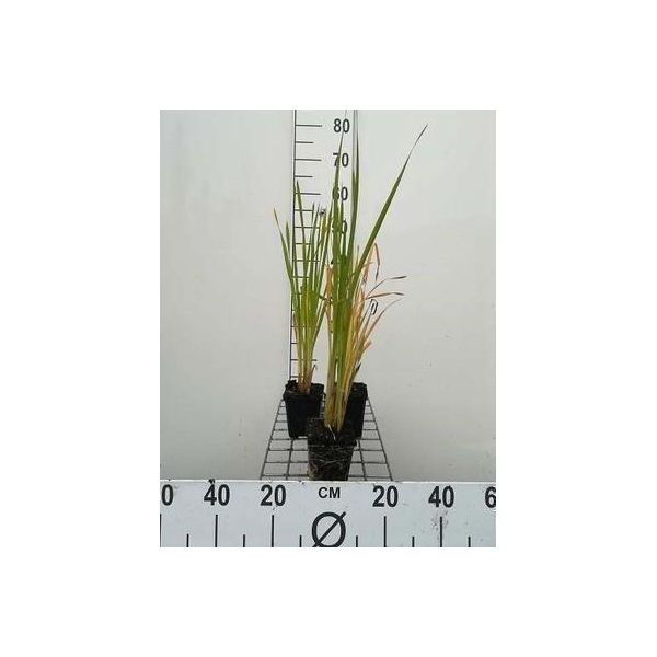6 X Typha Latifolia - Giunco A Foglia Larga - Vaso 9 X 9 Cm-image