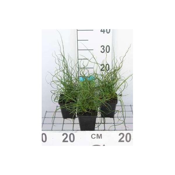 6 X Juncus Effusus 'Spiralis' - Giunco Cavatappi - Vaso 9 X 9 Cm-image
