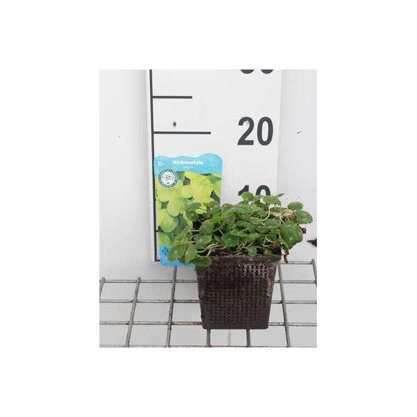 6 X Hydrocotyle Vulgaris - Centella Comune - Vaso 11 X 11 Cm-image