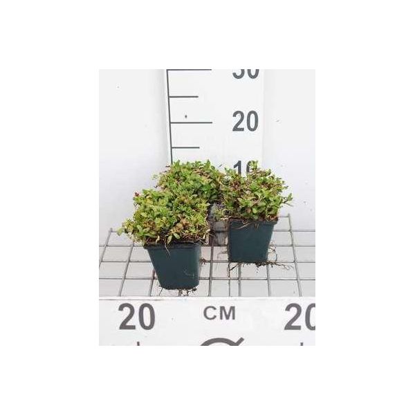 6 X Mentha Cervina ( Preslia Cervina) - Menta Dei Cervi - Vaso 9 X 9 Cm-image