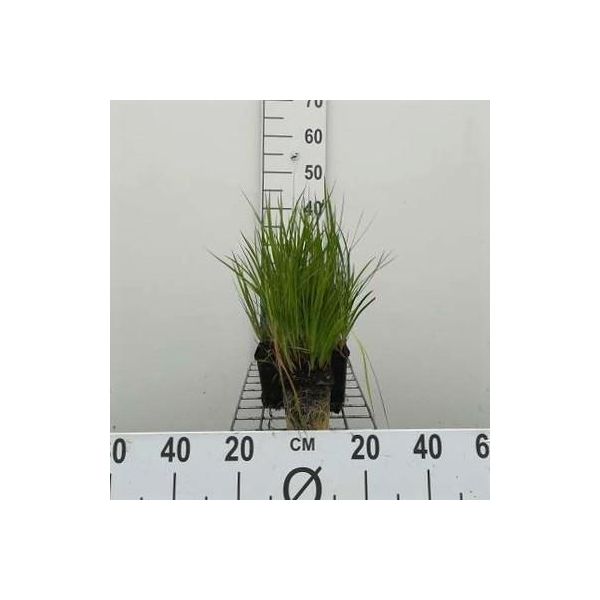 6 X Juncus Ensifolius - Giunco A Foglie Di Spada - Vaso 9 X 9 Cm-image