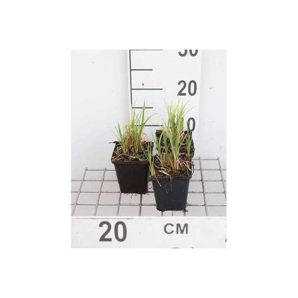 6 X Carex Acutiformis - Carice Di Palude - Vaso 9 X 9 Cm-image