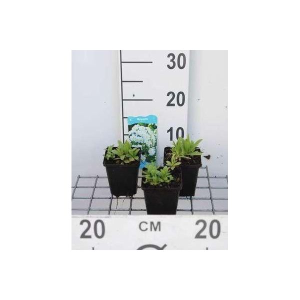 6 X Myosotis Palustris - Nontiscordardime Di Palude - Vaso 9 X 9 Cm-image