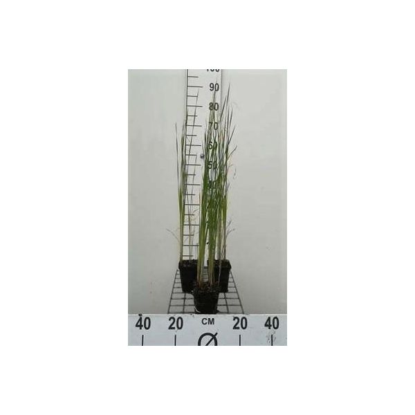 6 X Typha Laxmannii - Giunco Di Laxmann - Vaso 9 X 9 Cm-image