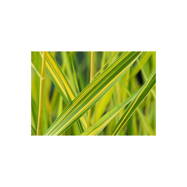 6 X Phragmites Austr. 'Variegatus' - Giunco Variegato - Vaso 9 X 9 Cm-image
