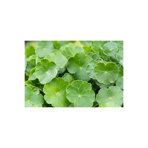 6 X Hydrocotyle Vulgaris - Centella Comune - Vaso 9 X 9 Cm-image