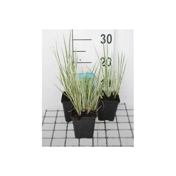 6 X Acorus Gramineus - Erba Calamo - Vaso 9 X 9 Cm-image