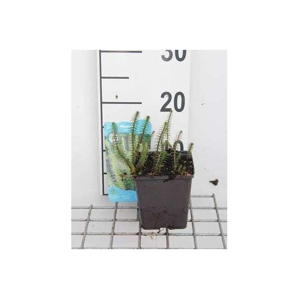 6 X Hippuris Vulgaris - Fronda Di Abete Comune - Vaso 11 X 11 Cm-image