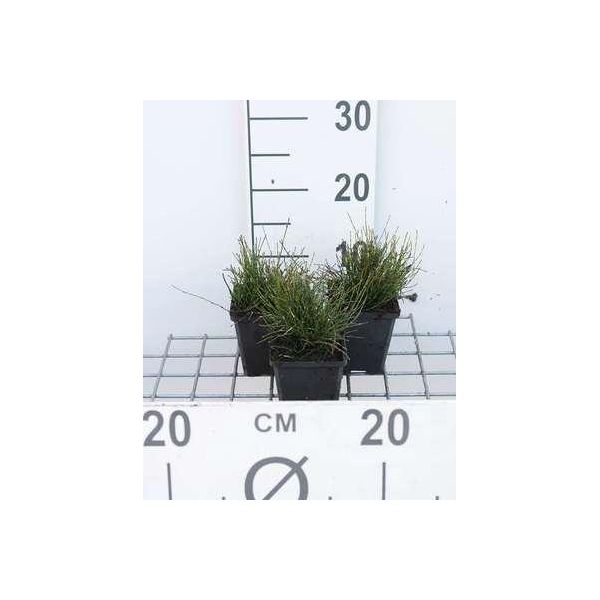 6 X Equisetum Scirpoides - Equiseto Nano - Vaso 9 X 9 Cm-image