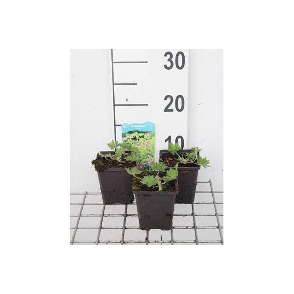 6 X Geranium Palustre - Cranio Di Palude - Vaso 9 X 9 Cm-image