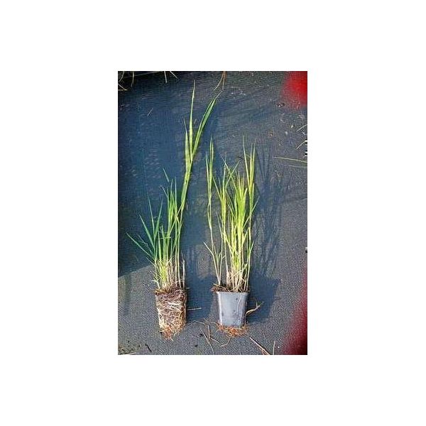 6 X Phragmites Australis - Cannaiola - Vaso 9 X 9 Cm-image