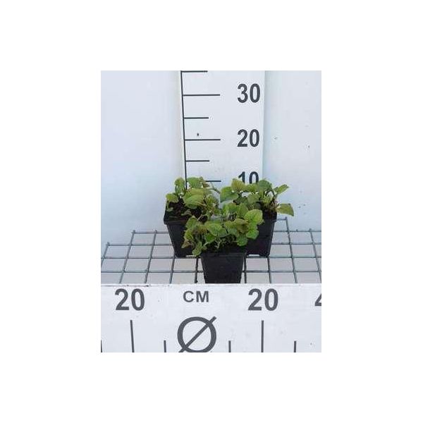 6 X Houttuynia Cordata - Pianta Camaleonte - Vaso 9 X 9 Cm-image