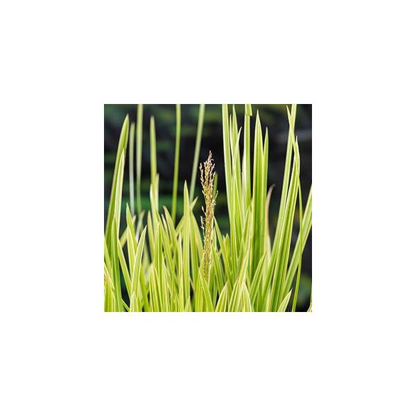 6 X Glyceria Max 'Variegata' - Erba Dolce Variegata - Vaso 9 X 9 Cm-image