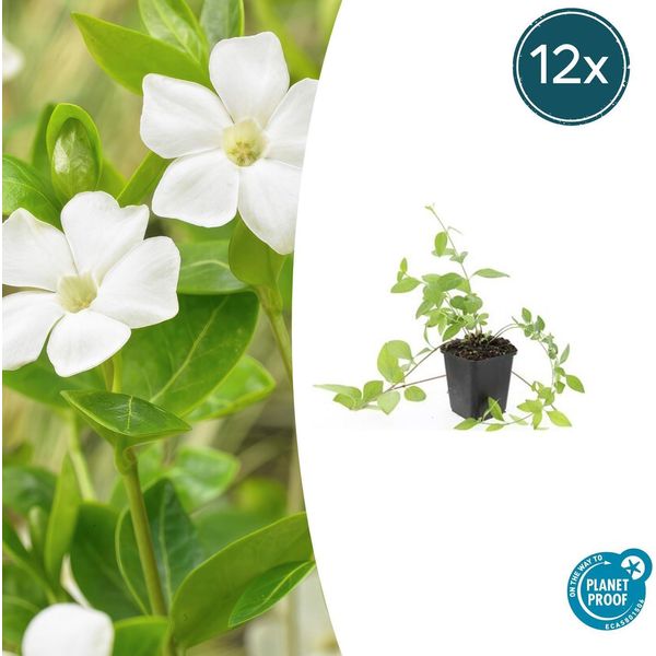 Pervinca Vinca Major 'Alba' - 12 Piante - Tappeto Erboso A Fiore Bianco - Ø9Cm - ↕10-25Cm - Facile Da Curare E Da Utilizzare Tutto L'anno - Per Ombra E Ombra Parziale-image