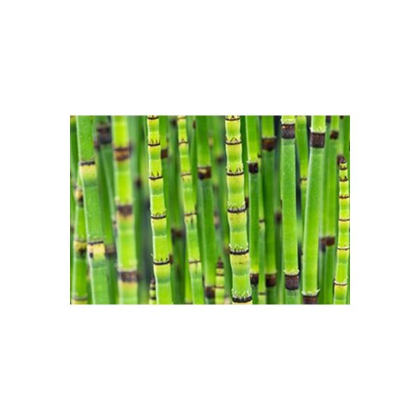 6 X Equisetum Japonicum - Tubo Cavo Giapponese - Vaso 9 X 9 Cm-image