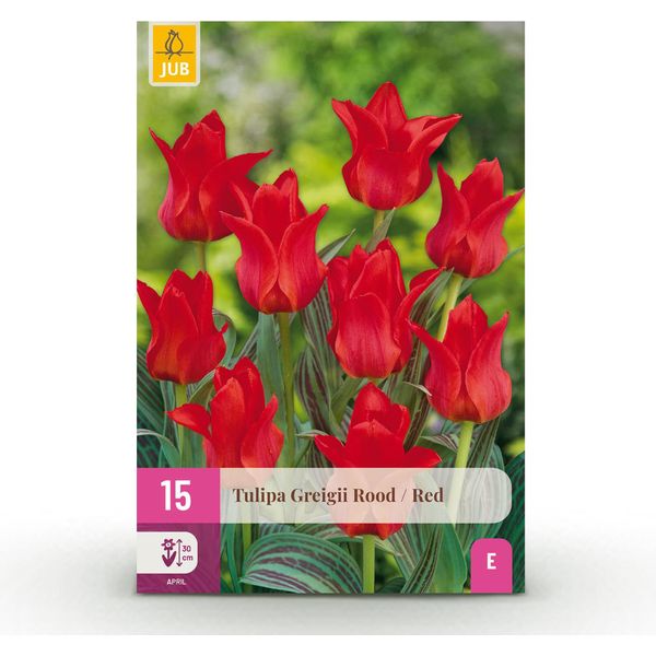 Bulbi Da Fiore Tulipa Greigii Red - Rosso - 15 Pezzi - Bulbo Di Dimensioni 11/12 - Tulipani Greigii A Fioritura Precoce Per Giardino, Balcone E Terrazza - Facile Da Curare E Resistente-image
