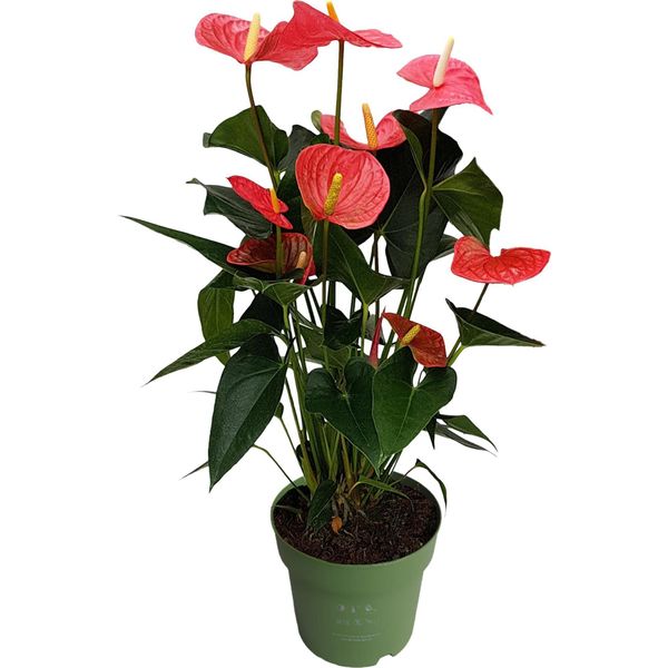 Anturio - Anthurium 'Maine Pink' - Altezza 55-70Cm - ø17Cm-image
