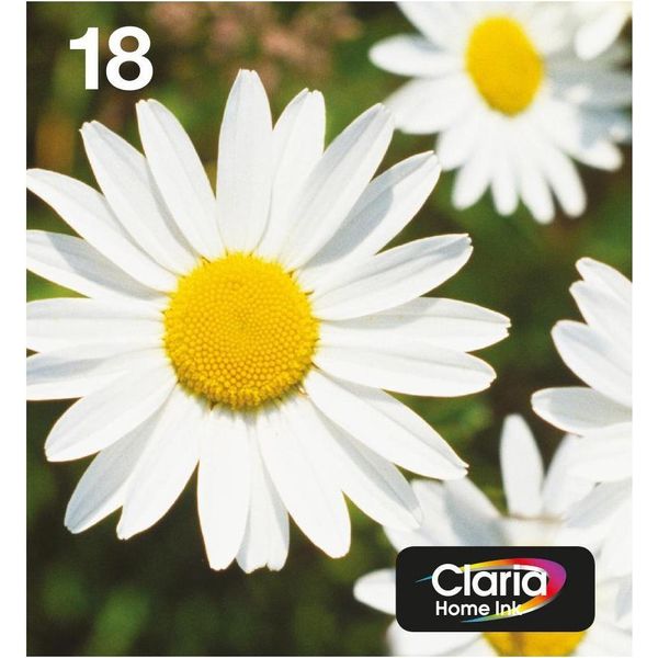Epson Daisy C13T18064511 Cartuccia D'inchiostro 1 Pz Originale Resa Standard Nero, Ciano, Magenta, Giallo-image